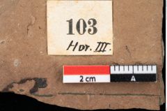 Foto (Detailansicht) von Chana parschlugiana Ettingshausen (NHMW-GEO-2024-0188-0103)